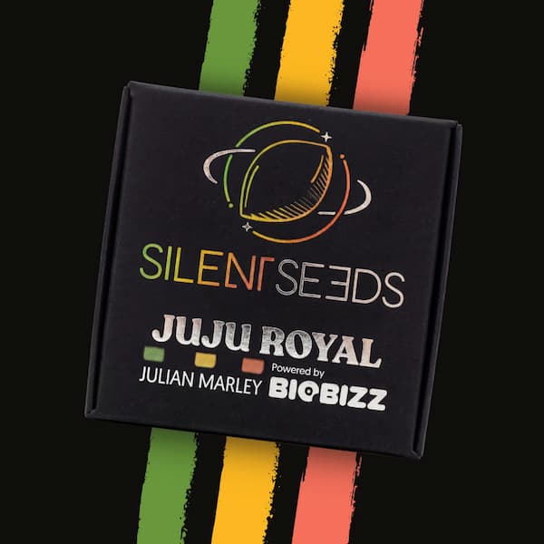 Jamaican Mountain Seed > Silent Seeds | Feminized Cannabis   |  Hybrid